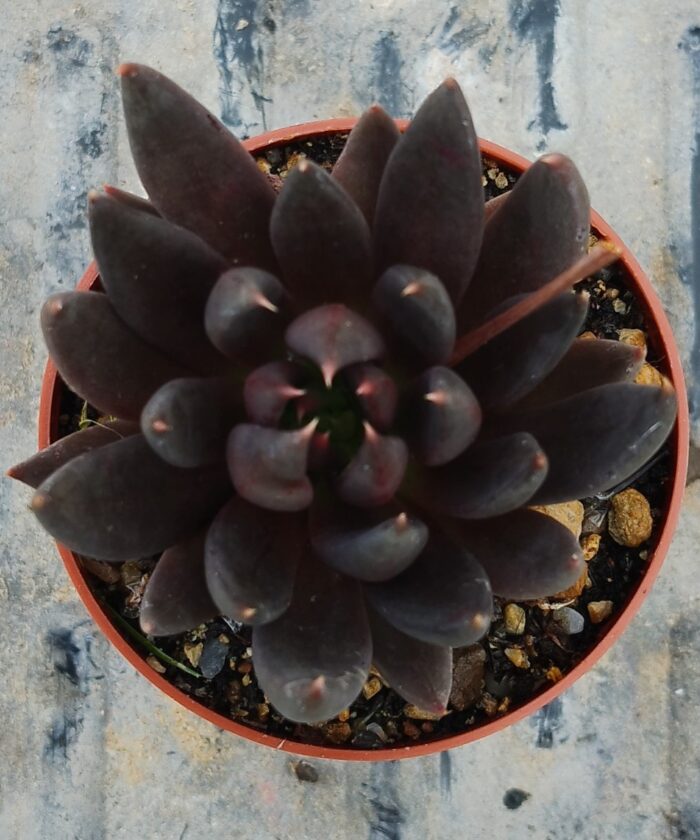 Echeveria affinis