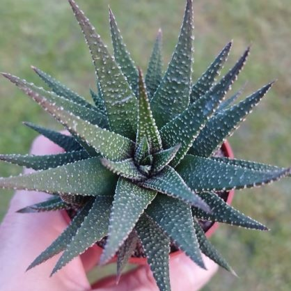 Haworthia fasciata ´Concolor´