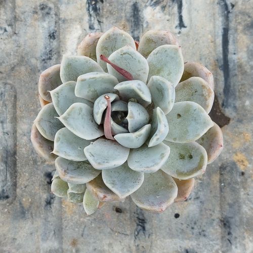 Echeveria ´Snow  bunny´