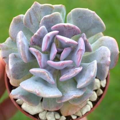 Echeveria ´cubic frost´
