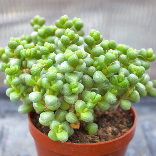 Crassula elagans, typ 1
