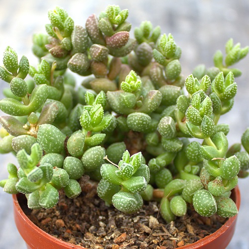 Crassula elagans, typ 2