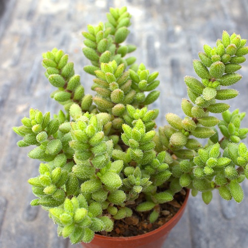 Crassula hirtipes