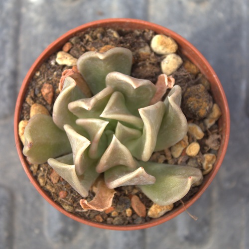 Echeveria Curve