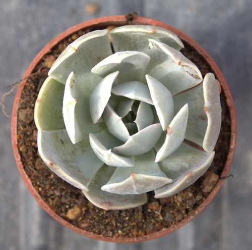 Echeveria Gray Prince