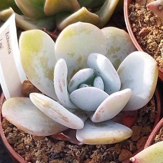 Echeveria Laui