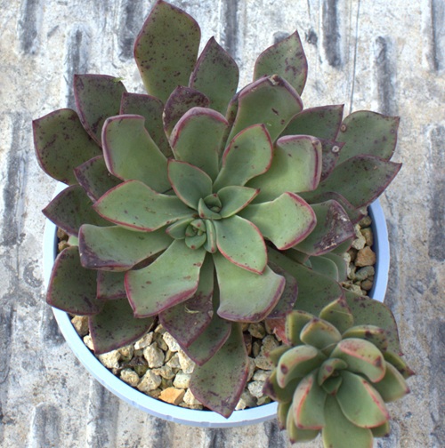Echeveria ´Riga´