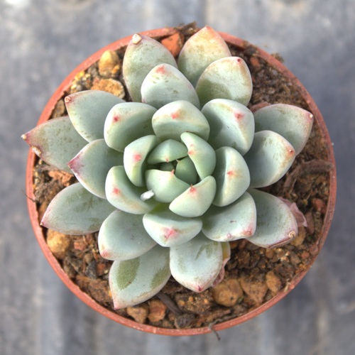 Echeveria Yummie